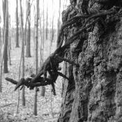 Drut kolczasty wrośnięty w pień drzewa