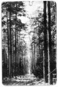 Leśna aleja w Świnobrodzie - zdjęćie z 1911 r.