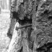 Gwoździami lub hakami wbitymi w drzewa zaznaczano miejsca, w których znajdują się groby