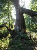 Drzewo wygryzione przez bobry na południu