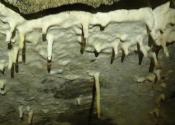 stalaktytów też pilnują, rurkowych!!!